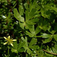 Image of Ranunculus amphitrichus Colenso