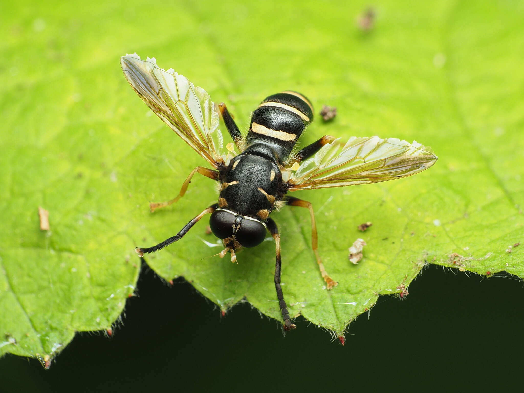 Temnostoma balyras (Walker 1849) resmi