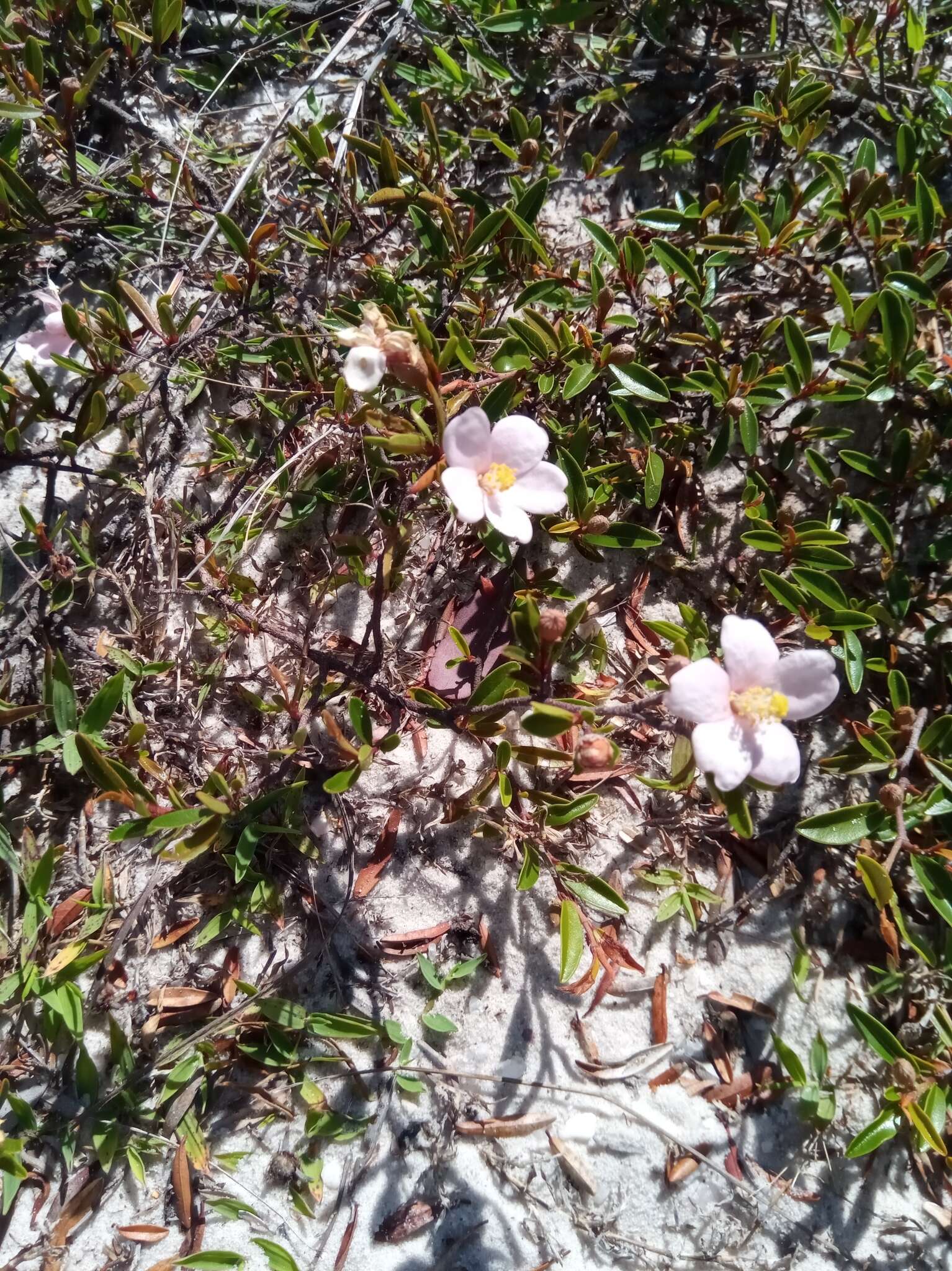 Image of Xerochlamys itremoensis Hong-Wa