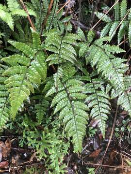 Image of Parathelypteris angulariloba (Ching) Ching