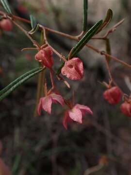 Imagem de Lasiopetalum rufum R. Br. ex Benth.