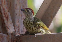 Image of Green-backed Woodpecker