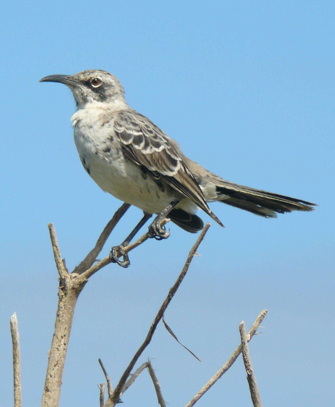 Image of Espanola Mockingbird