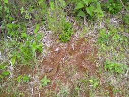 Image of Mexican Lancehead Rattlesnake