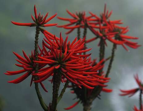 Image de Erythrina speciosa Andrews