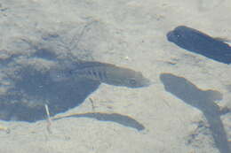 Image of Minckley's cichlid