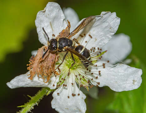 Euodynerus leucomelas (de Saussure 1856)的圖片