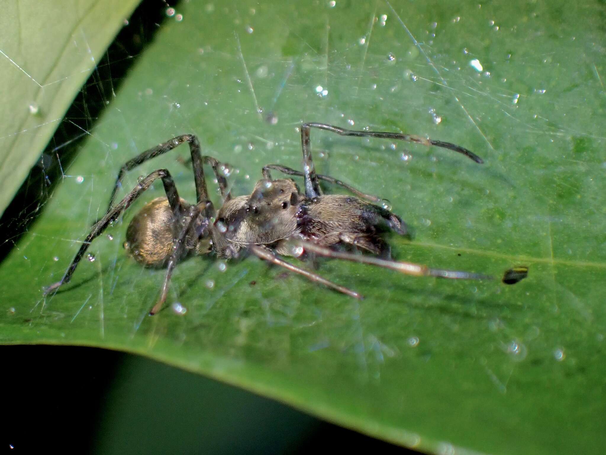 Image of Toxeus maxillosus C. L. Koch 1846