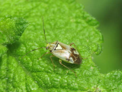 Lygus gemellatus (Herrich-Schaeffer 1835) resmi