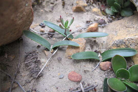 Image of Drimia ecklonii