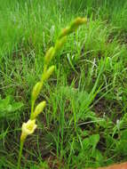 Image of Tritonia gladiolaris (Lam.) Goldblatt & J. C. Manning