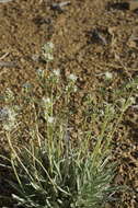 Image of pine green gentian