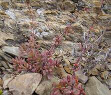 Image of <i>Crassula <i>atropurpurea</i></i> var. atropurpurea