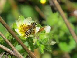 Image of Andrena auricoma Smith 1879