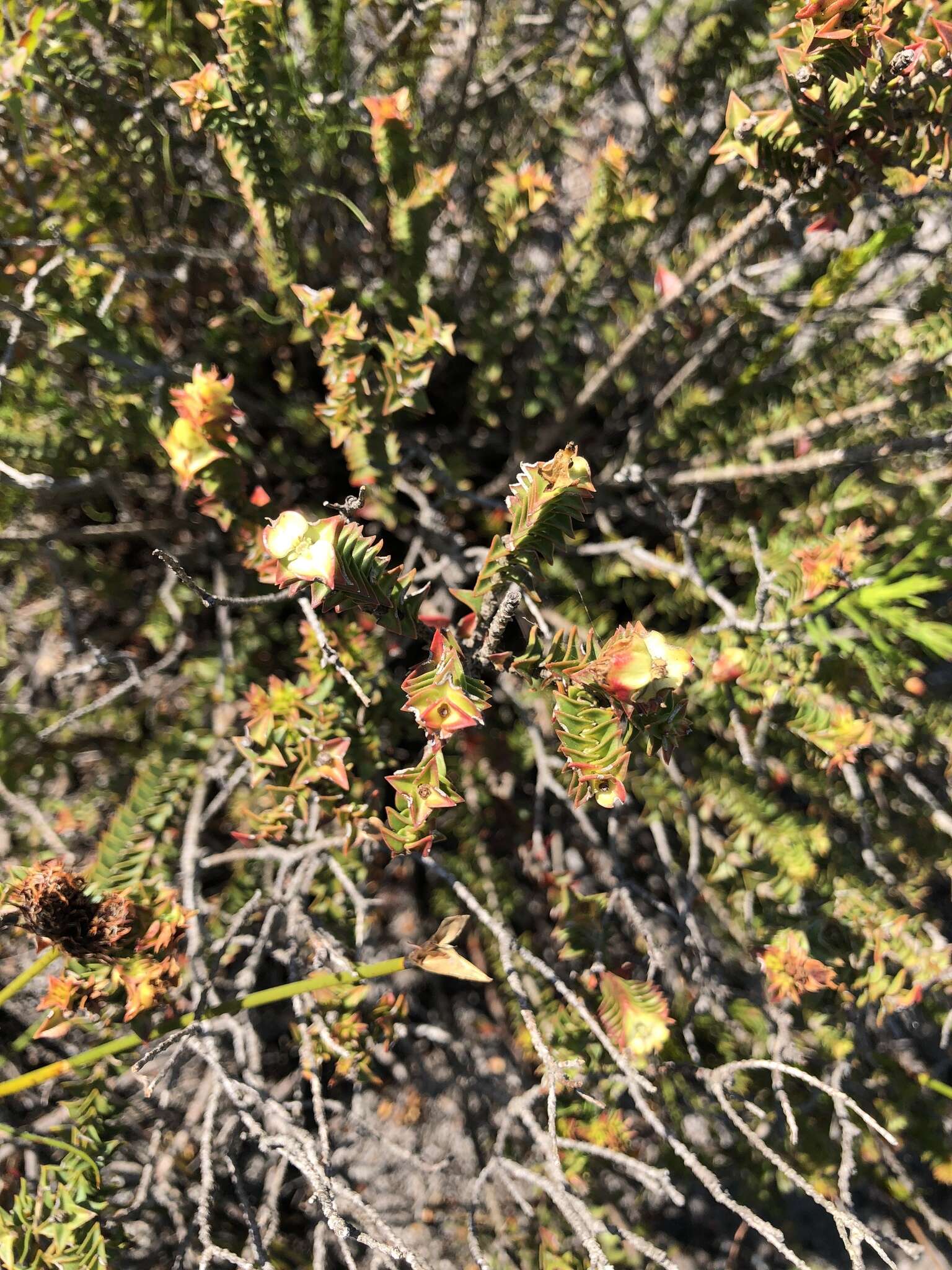 Penaea mucronata L.的圖片