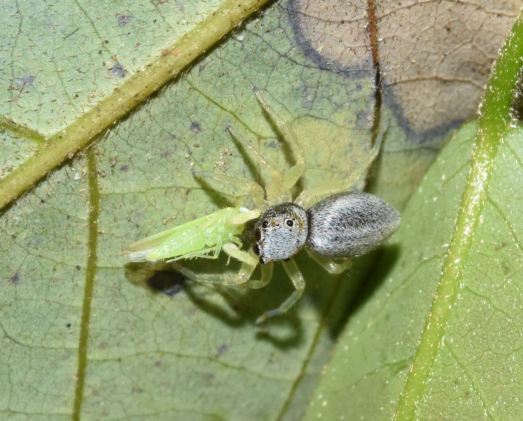 Image of Phintella lajuma Haddad & Wesolowska 2013