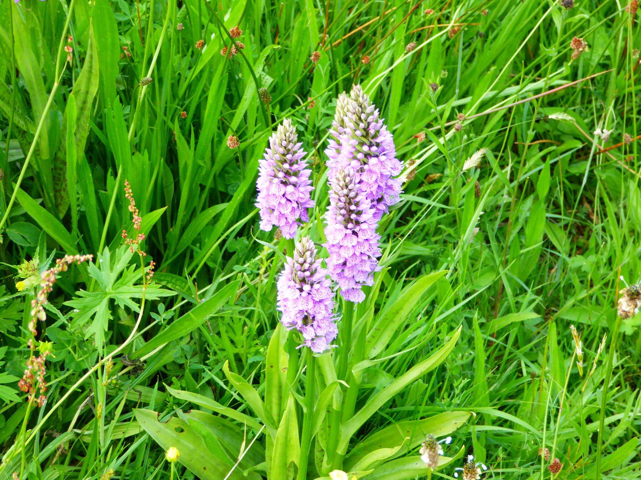 Image of Dactylorhiza grandis (Druce) P. F. Hunt