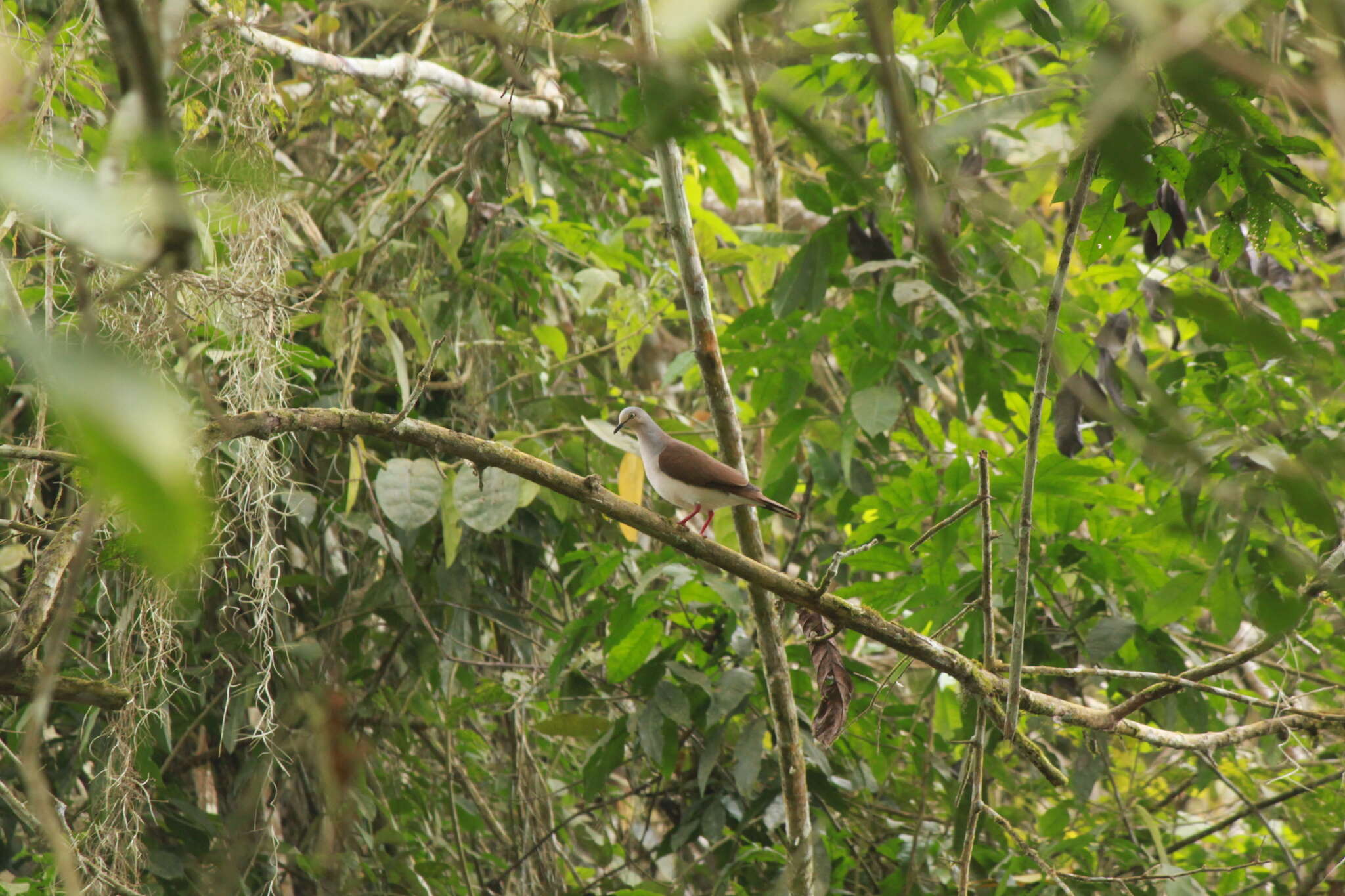 Image of Pallid Dove