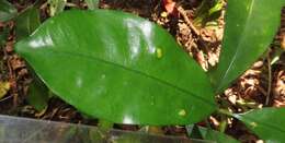 Plancia ëd Cassipourea gummiflua var. verticillata (N. E. Br.) J. Lewis