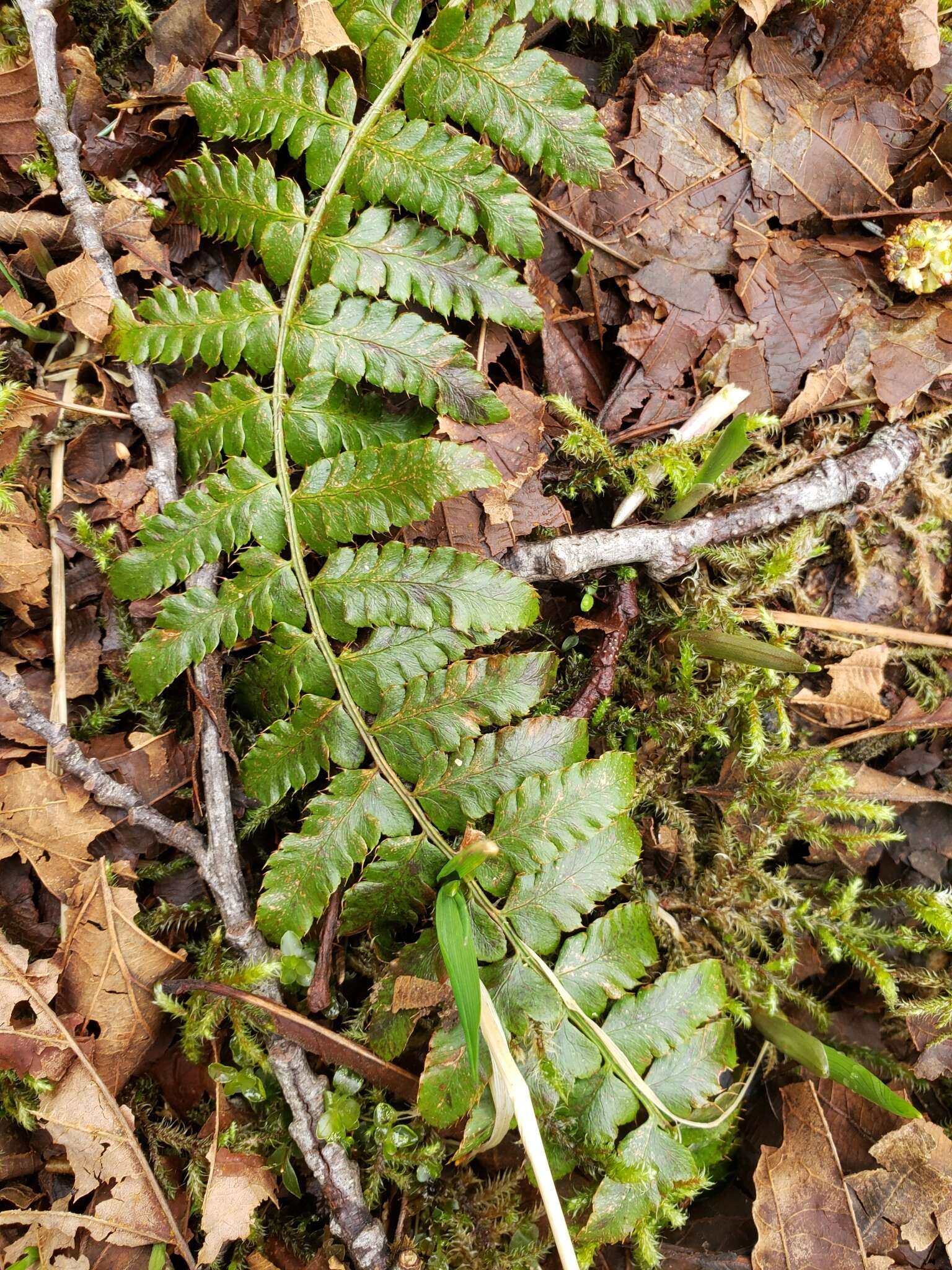 Image of Alaska hollyfern