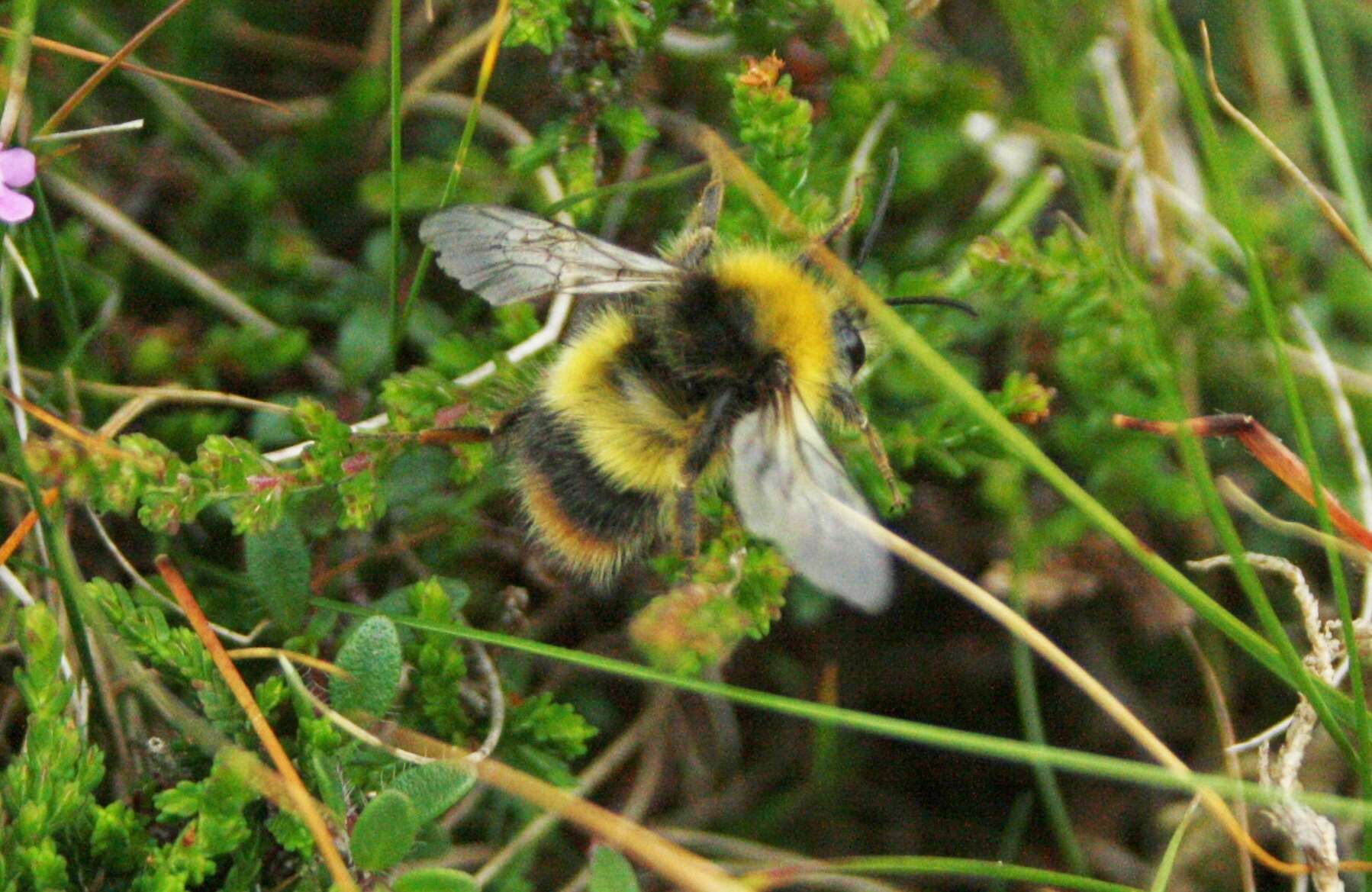 Image of Early bumblebee