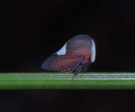 Image of Membracis dorsata Fabricius
