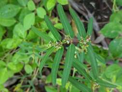 Imagem de Euphorbia bifida Hook. & Arn.