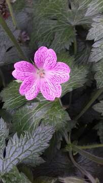 Image of <i>Geranium oxonianum</i>