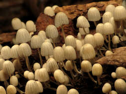 Image of Trooping Inkcaps