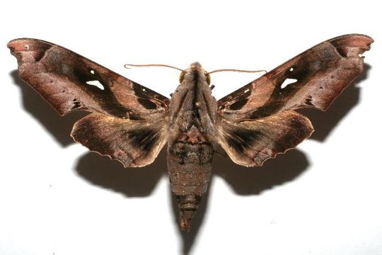 539.blpbf 07 srnp 102295 dhj612259 1178199116 jpg.580x360