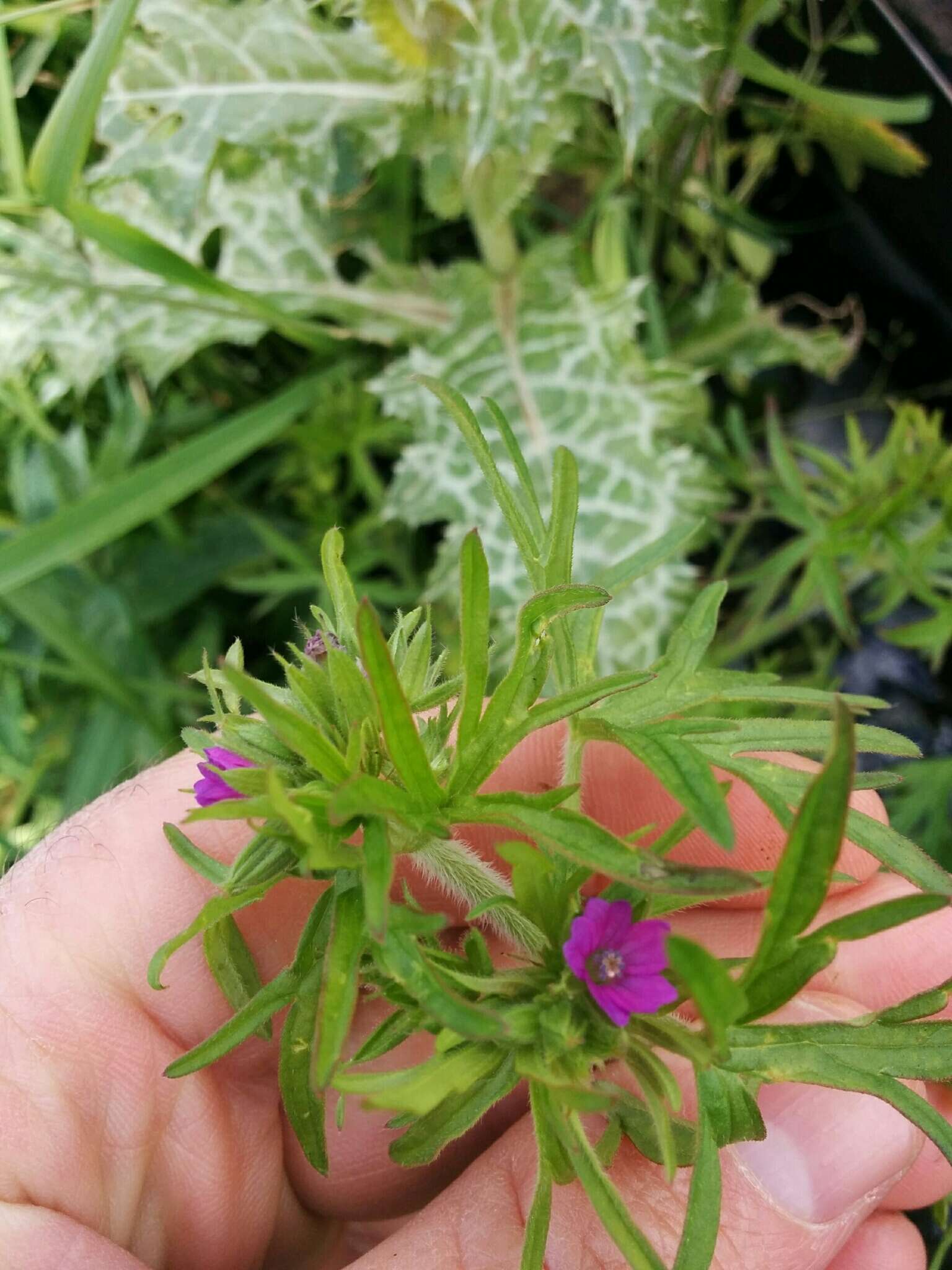 Plancia ëd Geranium dissectum L.