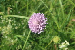 Image de Peronospora violacea