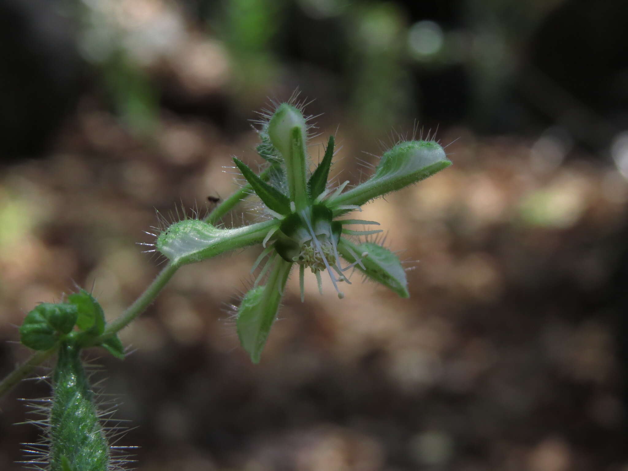 Image of Blumenbachia silvestris Poepp.