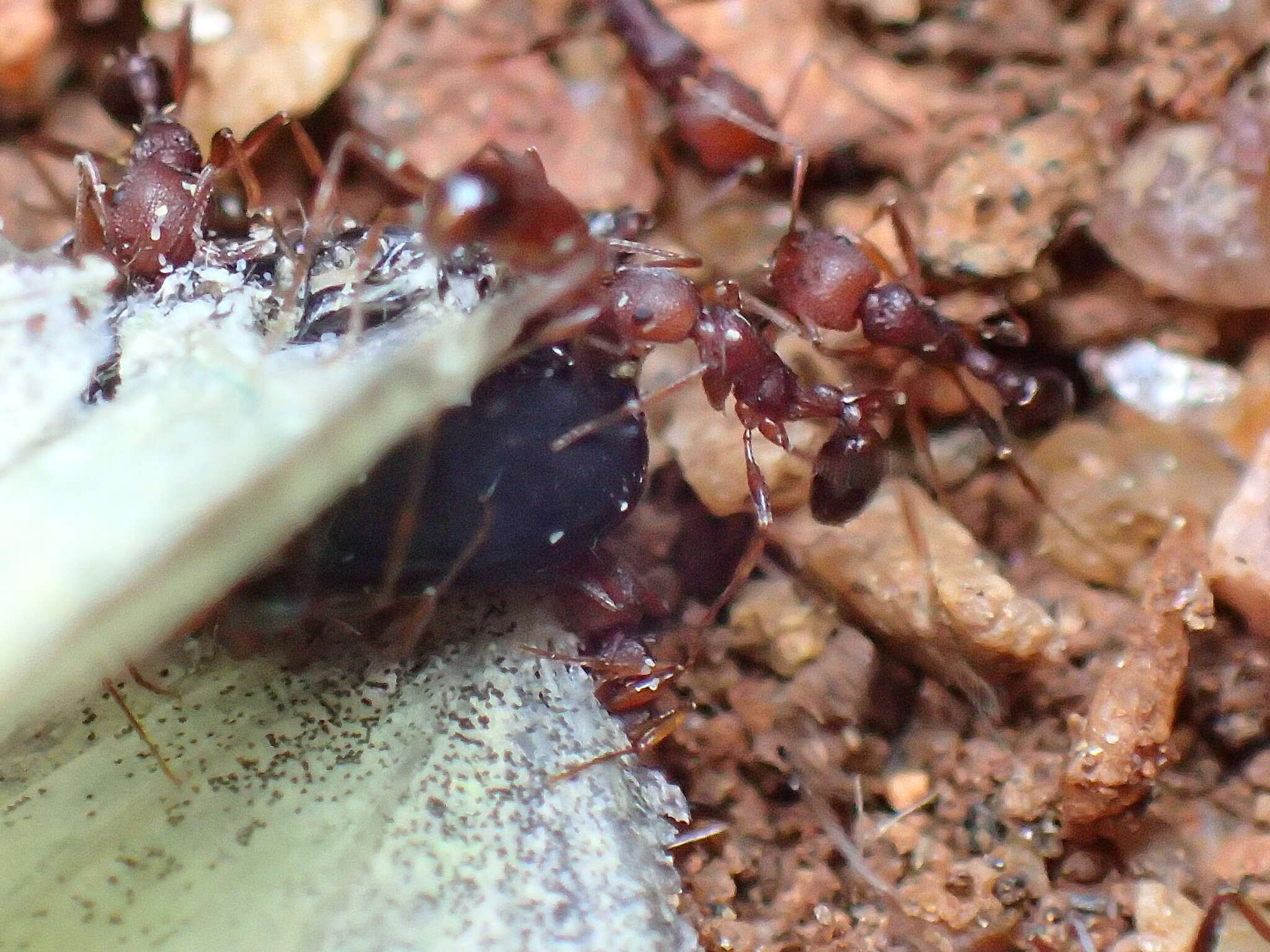 Image of Monomorium delagoense Forel 1894