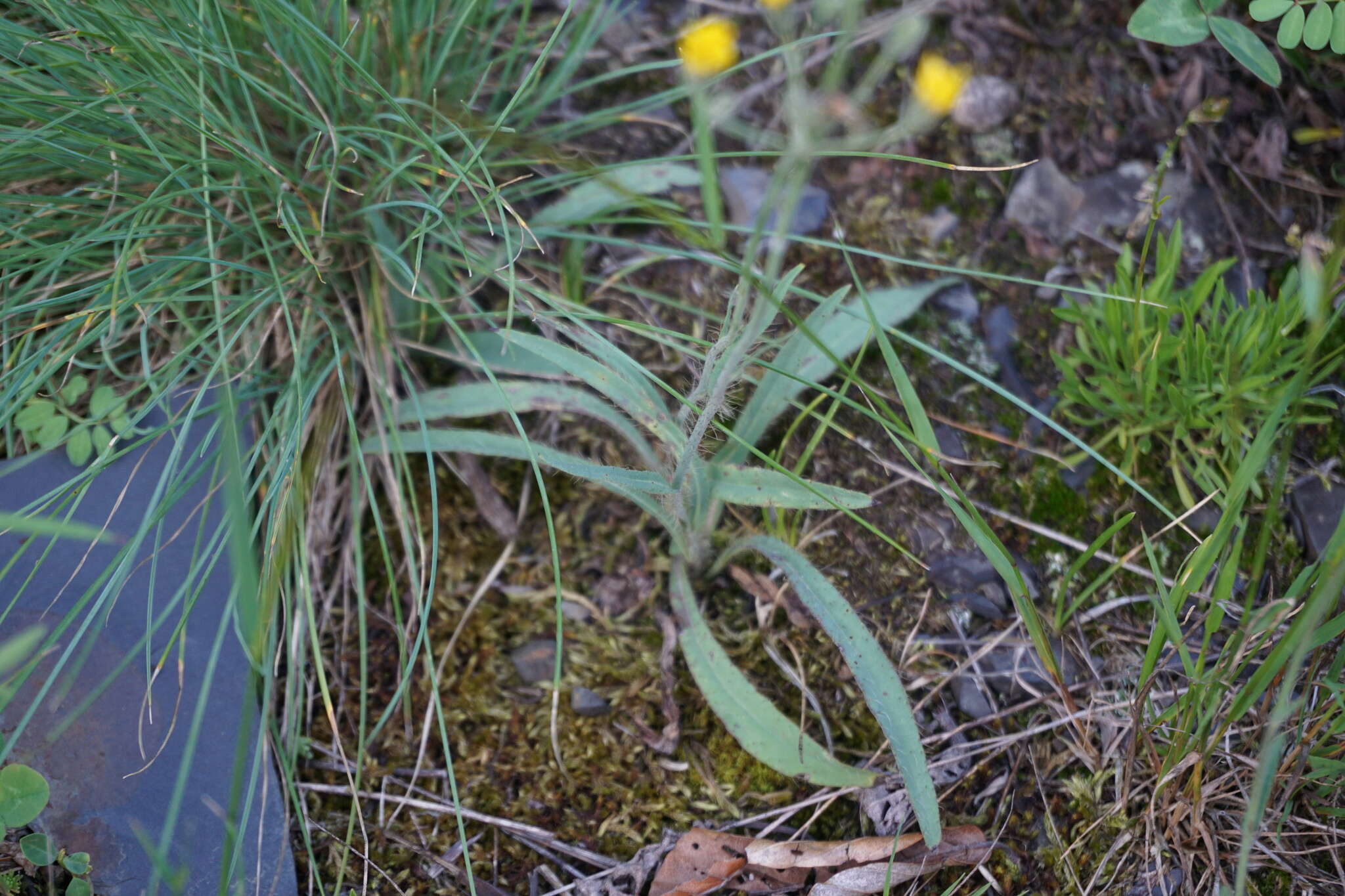 Image of Pilosella auriculoides (Láng) Arv.-Touv.