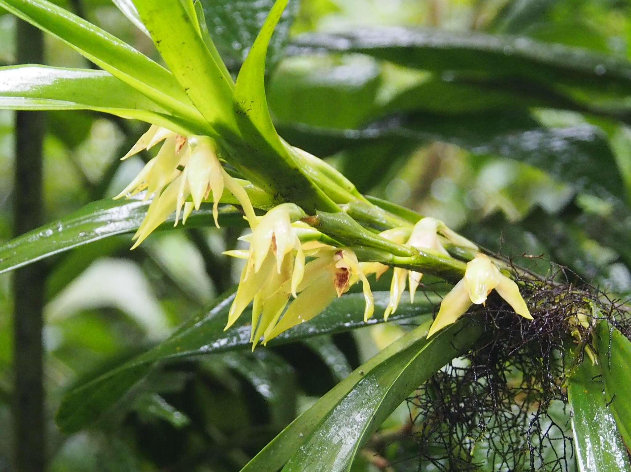 Image of Maxillaria parvilabia Ames & C. Schweinf.