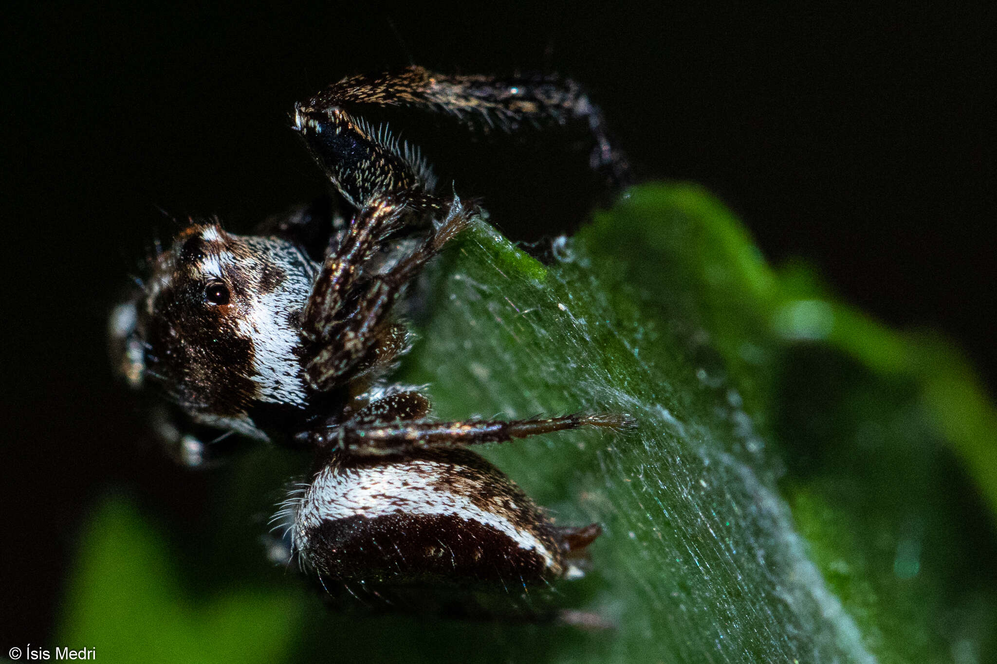 صورة Metaphidippus perfectus (Peckham & Peckham 1901)