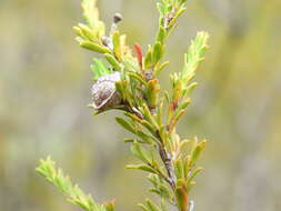 Sivun Leptospermum liversidgei R. T. Baker & H. G. Smith kuva