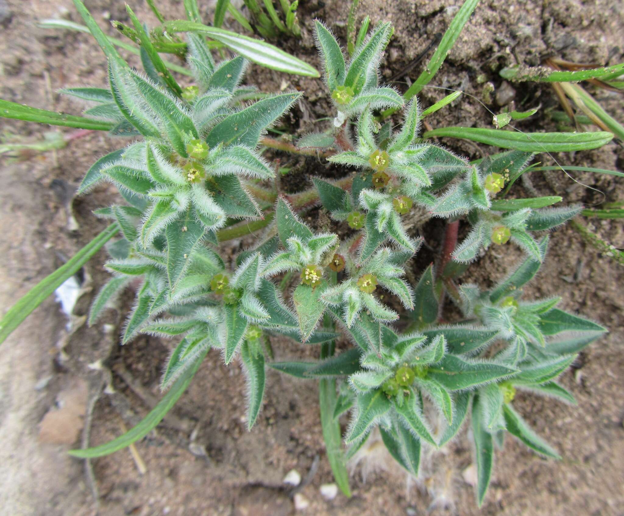 Image of Euphorbia gueinzii Boiss.