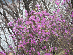 Image de Rhododendron mucronulatum Turcz.