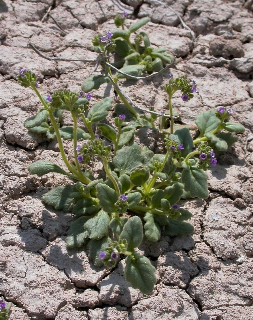 Image of Parish's Scorpion-Weed