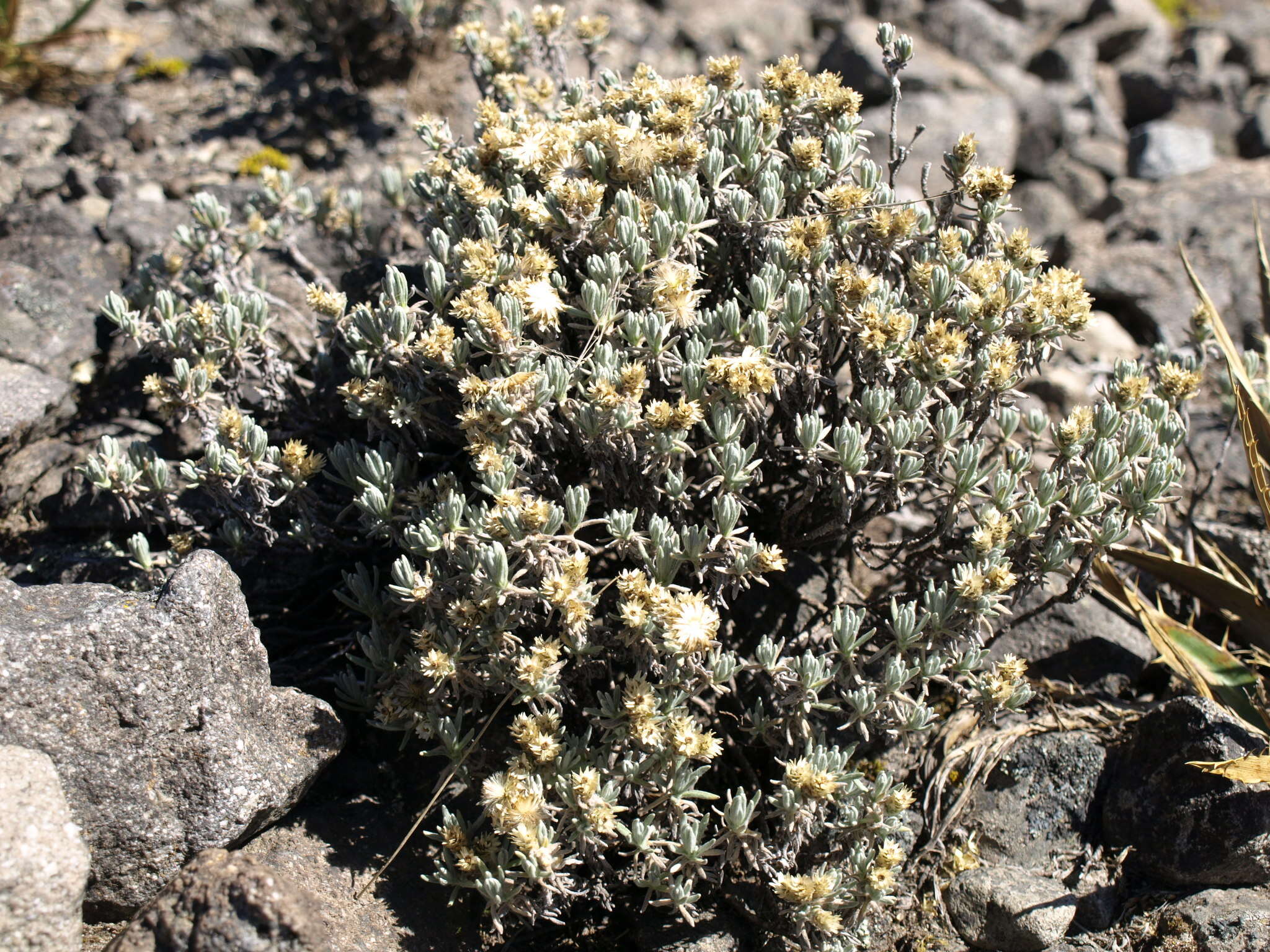 Image of Chionolaena lavandulifolia (Kunth) Benth. & Hook. fil.