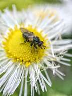 Imagem de Thecophora occidensis (Walker 1849)