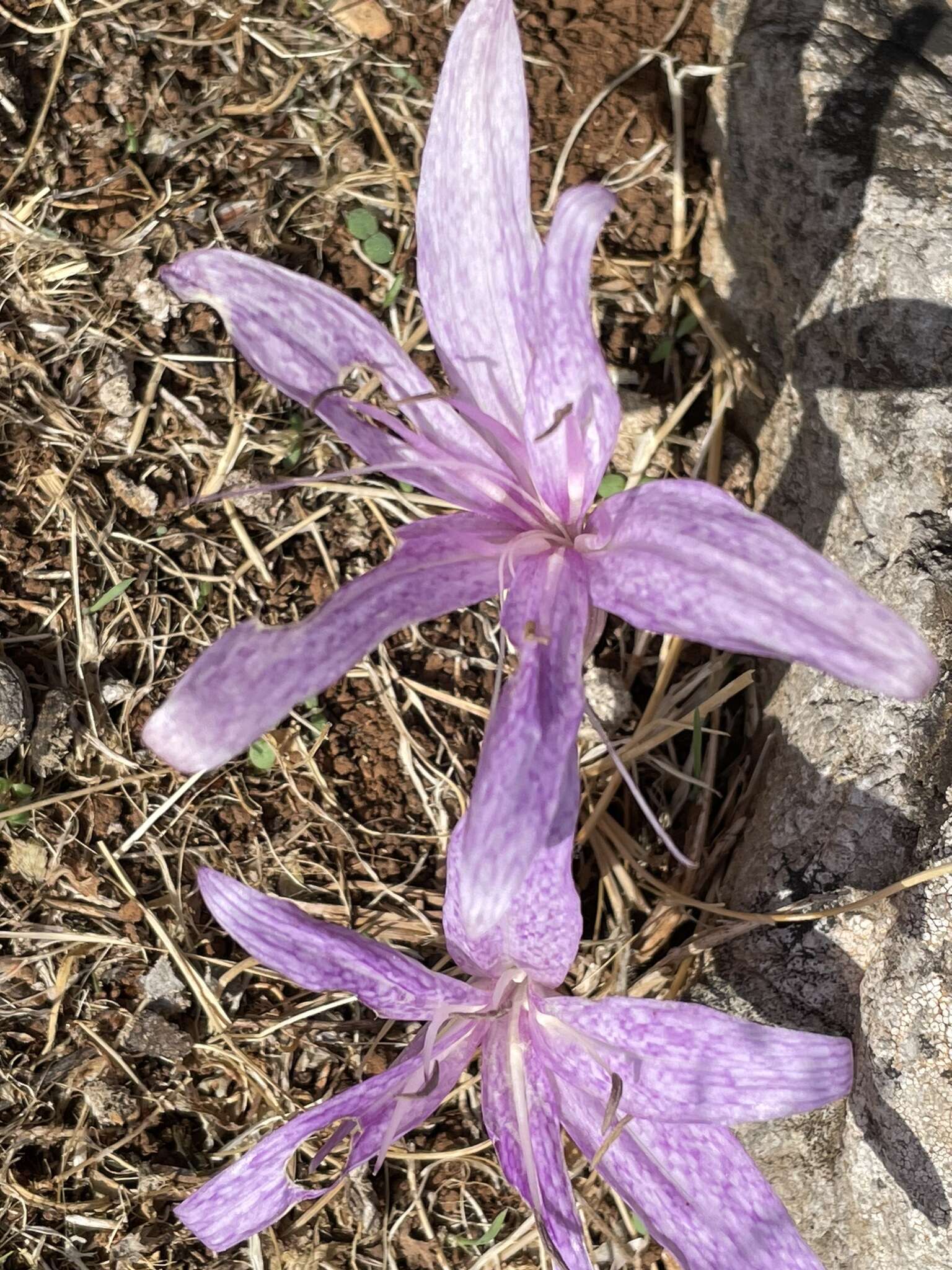 Sivun Colchicum variegatum L. kuva