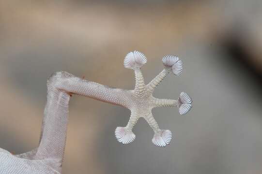 Image of Ptyodactylus orlovi Nazarov, Melnikov & Melnikova 2013