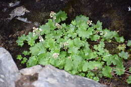 Image of Porsild's Pseudosaxifrage