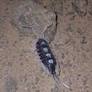 Image of Porcellio succinctus Budde-Lund 1885