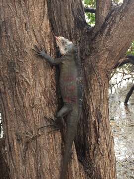 Image de Iguane des Petites Antilles