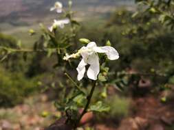 Imagem de Hibiscus meyeri subsp. transvaalensis (Exell) Exell