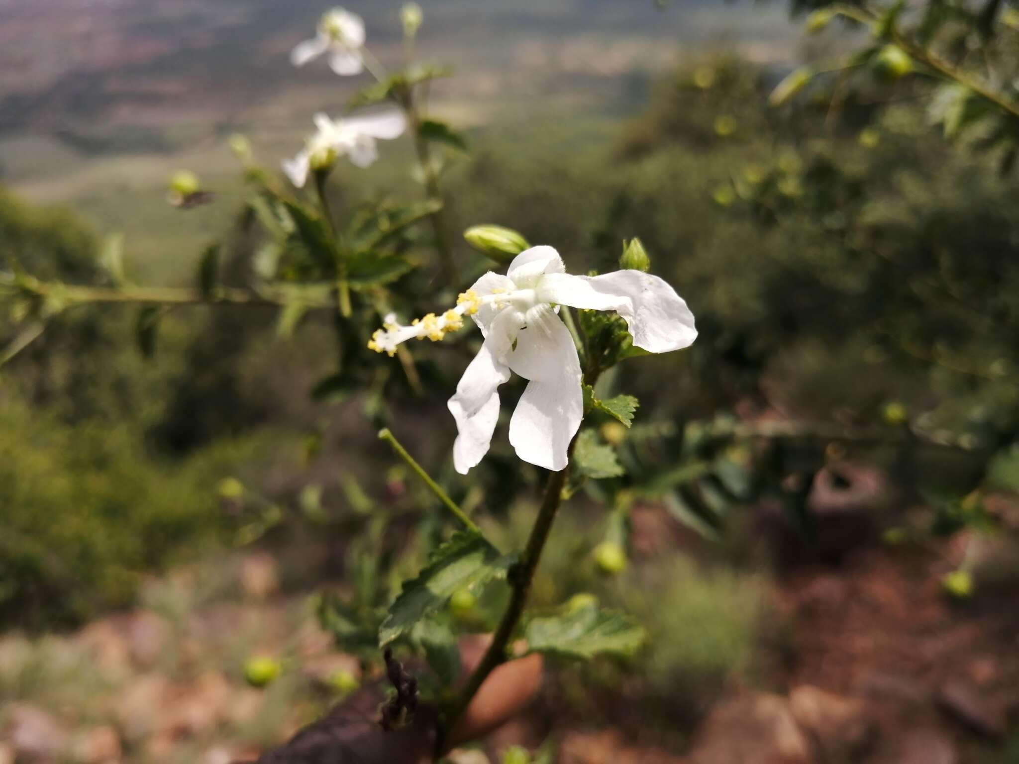 Imagem de Hibiscus meyeri subsp. transvaalensis (Exell) Exell